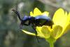 Meloe sp.